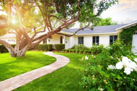 Lush green yard with a large tree near a cozy home in Dallas, TX